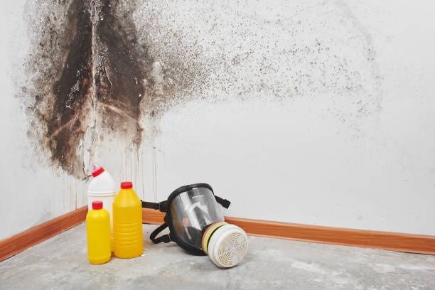 Best Professional Mold Removal  in East Rutherford, NJ