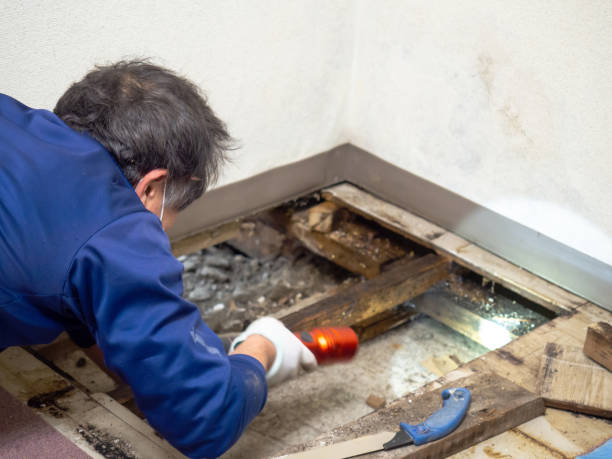 Office Mold Removal Services in East Rutherford, NJ