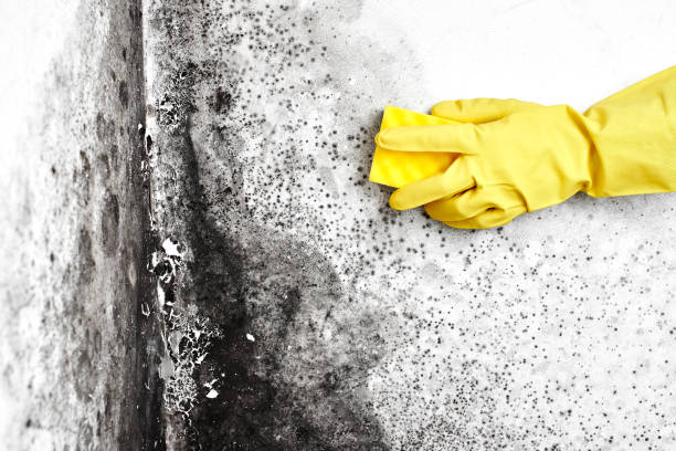 Best Attic Mold Removal  in East Rutherford, NJ