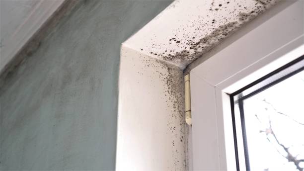 Trusted East Rutherford, NJ Mold Removal Experts