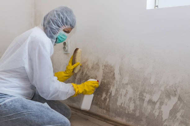 Best Mold Cleaning Services  in East Rutherford, NJ