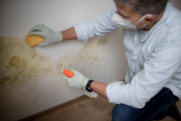 Best Mold Removal Company Near Me  in East Rutherford, NJ