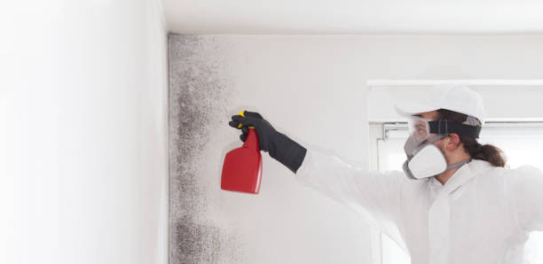 Best Home Mold Removal  in East Rutherford, NJ