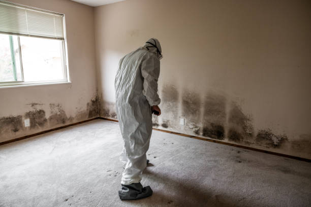 Best Mold Cleaning Services  in East Rutherford, NJ