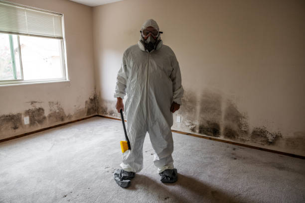 Mold Testing and Removal in East Rutherford, NJ