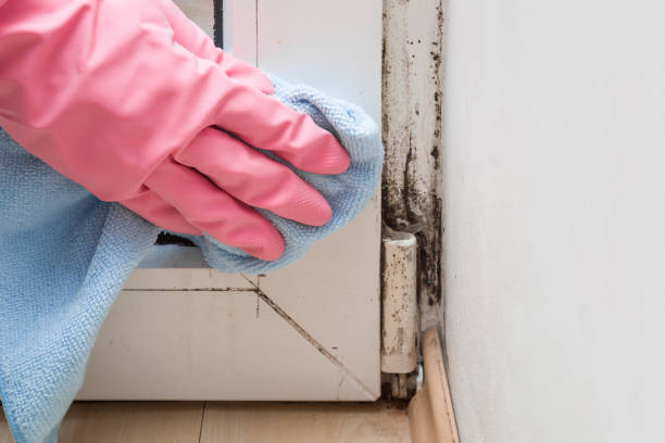 Best Commercial Mold Removal  in East Rutherford, NJ