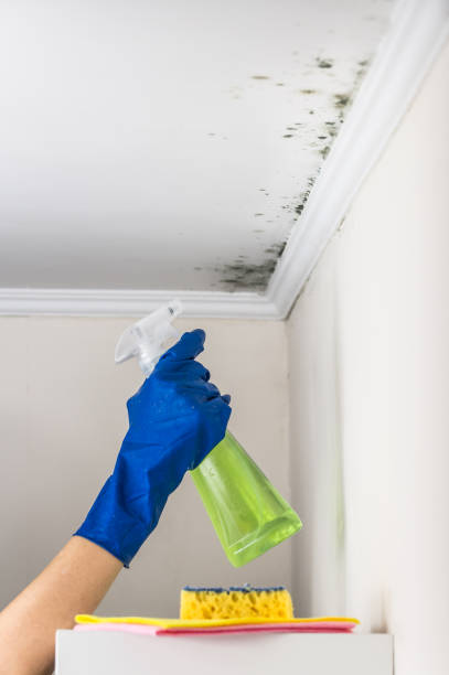 Best Mold Removal Process  in East Rutherford, NJ